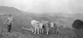Auf dem Felde (Uf der Stig ?); Aufnahme ca.1928; Vater Ernst beim Säen und Sohn Ernst mit 2 Kühen beim Eggen.